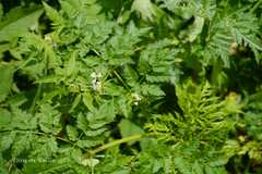 Chaerophyllum acuminatum